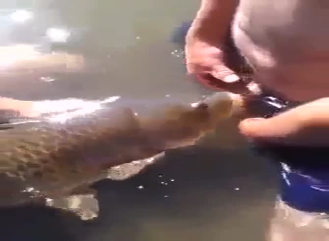 Fish blowjob